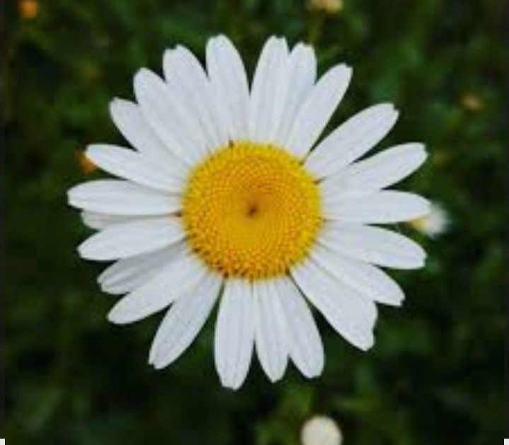 Daisy Maids llc logo